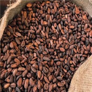 Forastero Cocoa Beans Ready - coffee cocoa tea we are producer,  wholesale supplier and distributor of forastero cocoa beans and we are ready to do good business with trusted clients,  our products are of high and best quality and comes with all test reports. feel free to contact for more details,  offer price and stock photos.