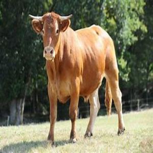  Vache Et Mouton Vendre Maroc - viandes et oeufs je met en vente 3500 b uf et 19 000 moutons situ&eacute;e au centre du maroc . annonce rapide et limite ne rater pas cette occasion. ( 55 dh) par kilogramme . = 5. euro par kilo plus d infos . contacter moi 