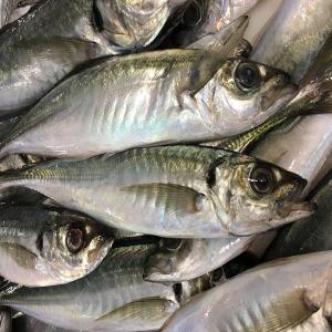  Chinchards Congelé - poissons nous pouvons vous fournir du poisson congelé d'origine marocaine. contactez nous si vous avez besoin de chinchards,  de mulet,  etc.  vous pouvez acheter fob ou cif.  