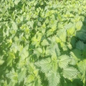 Feuilles D'ortie Séchées - épices aromates produit bio. origine tunisie. l'ortie c'est l'une des plantes m&eacute;dicinales les plus efficaces riche en vitamines a b et c.l'ortie est &eacute;galement fortement min&eacute;ralis&eacute;e en fer calcium magn&eacute;sium potassium et phosphore. les bienfaits connus de l'ortie sont 