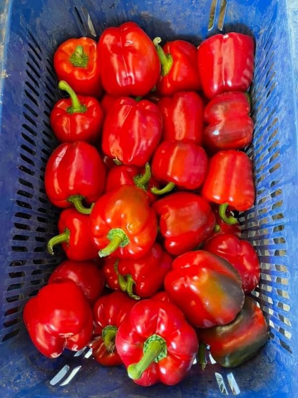  Poivron Roxy Californie Vendre - fruits et légumes bonjour,  nous avons des poivron roxy californie marocaine a vendre,  rouge,  jaune,  orange,  disponibles sur agadir-station damballage,  packaging selon votre besoins( frag ou carton,  etc...),  mode paiement 50% a avance 50% a la charge