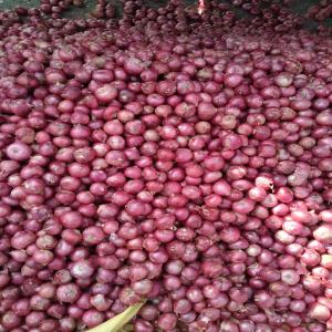  Meilleur Prix Pour Des Oignons Frais De Quali - fruits et légumes oignons rouges éclatants. parfaits pour les salades,  les grillades et plus encore !   des oignons rouges frais et savoureux. ajoutez une touche de couleur et de goût à vos plats. oignons rouges d'origine locale. obtenez les vôtres frais dès aujourd'hui !   descriptif