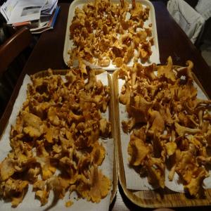  Champignions Forestiers Girolle...) - champignon levure nous recherchons des acheteurs pour des champignons sauvages frais (girolles ) de haute qualit&eacute;! r&eacute;colt&eacute;s dans les montagnes du nord ouest de la tunisie nos champignons proviennent de zones naturelles et sont livr&eacute;s par avion dans les 24 heures suivant la r&eacute;c