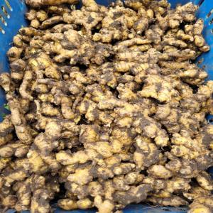  Recherche D'un Partenaire Pour L'achat - autres on cultivé du gingembre et du curcuma san engrais et ces bio on fait des transformations comme gingembre en poudre et cucument en poudre et du jus de gingembre et du jus du curcuma on cherche du partenariat pour l'acheter merci beaucoup 