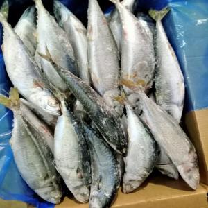  Poisson Chinchard Blanc - poissons soci&eacute;t&eacute; sp&eacute;cialis&eacute;e dans l'importation des poissons congel&eacute;s depuis le maroc et la mauritanie met en vente des cartons de 20 kg de poisson chinchard blanc maquereau mullet etc(l et m) dans toutes la c&ocirc;te d'ivoire et la sous r&eacute;gion. nous sommes si