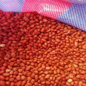  Graines Arachide - semence graine plant  500 tonnes de graines d arachide disponible au burkina faso----nous avons le plaisir de vous soumettre notre offre commerciale pour la --fourniture de graines d arachide de qualité supérieure.----produit - graines d arachide--qualité - export (calibrées,  triées,  s