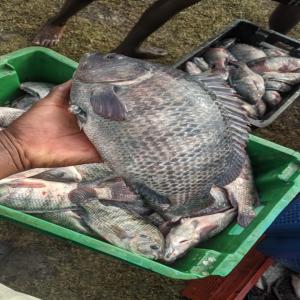  Ventes De Poisson Bio - poissons nous disposons des poissons d'&eacute;levage produits au togo dans les conditions hygi&eacute;niques