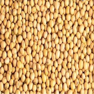  Soja De Qualité - céréales 15 000 tonnes de soja de tr&egrave;s bonne qualit&eacute; disponible au bourkina fasso &agrave; un tr&egrave;s bon prix.  merci de nous contacter sur whatsapp ou par mail.    