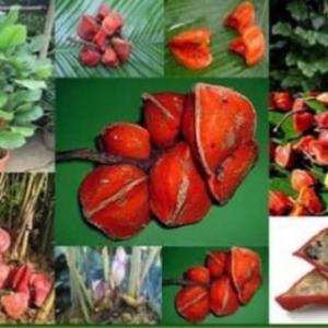  Thraumatine - fruits et légumes recherche de partenaires pour vente de thraumatine bien concerné selon les règles de l'art,  nous recherchons  des potentiels partenaires qui désirent acheter partout dans le monde.veuillez nous contacter  , nous sommes en côte d'ivoire .--