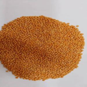  Red Lentils - cereals available 6000 mt of red lentils,  from malawi,  are available. the goods are ready to export,  and we welcome a visit.