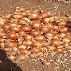  Oignon, Clémentines, Raisin - fruits et légumes nous avons des oignons cl&eacute;mentines et raisins disponibles au maroc veillez nous contacter si vous etes int&eacute;ress&eacute;s 