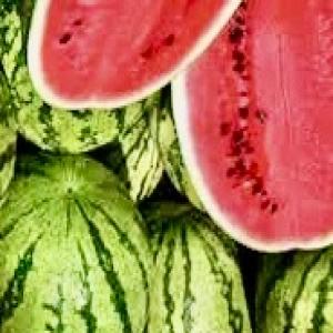  Pastèque De Mauritanie - fruits et légumes caractéristiques produit - citrullus vulgaris pasteque delta taux de brix - 11, 4% poids - 8  à 16 kg en moyenne la pièce forme - blocky - oblongue couleur - stries larges verts foncés