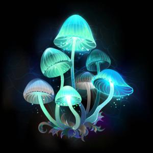  Des Conseils Pour La Création D'une Ferme - champignon levure je désir partager vos expériences en terme de création d'une ferme pour la culture des champignons avec une petite unité de conservation et conditionnement des champignons de paris et les pleurotes --les équipement nécessaire pour les chambres de culture et 