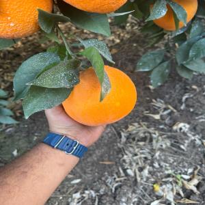 Orange - fruits et légumes orange provenance maroc disponibilit&eacute; type vari&eacute;t&eacute; navel newhall thomson et nova certificat phytosanitaire 