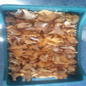  Champignons De Bois Frais - champignon levure nous recherchons des acheteurs de champignons de bois frais (girolles,  etc.) de haute qualité,  récoltés dans les montagnes du nord-ouest tunisien. provenant de zones naturelles et livrés par avion sous 24h après la récolte,  nous souhaitons collaborer pour la