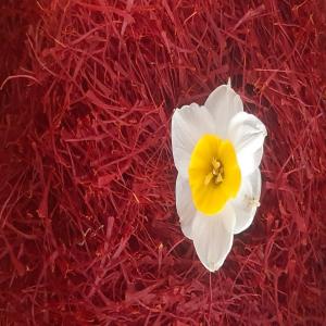  Saffron - aromatic spices specialized saffron exchange with various grades and up to date prices. bulk supply and delivery in different weights with analysis sheet. cooperation in export and domestic distribution with high quality and competitive price. stock royal negin super negin and other types with consulta
