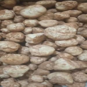  Truffe Blanche 100kg - champignon levure truffe blanche 100kg disponible  --vente directement du producteur .maroc--livraison , collection ou autre arrangement possible  .