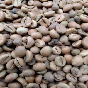  Café Robusta Vendre - café cacao thé café robusta en très grande quantité a partir de 10 tonnes a vendre  notre communauté recherche des acheteurs ou partenaires pour écouler nos productions   grade 1 / grains 16+  sacs 100 kg 
