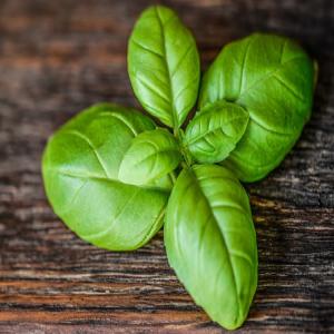  Disponible Basilic Frais-2 Tonnes/mois - fruits et légumes du basilic produit en hydroponie &agrave; des prix concurrentiels pour les quantit&eacute;s superieures &agrave; 400 kg,  veuillez r&eacute;s&eacute;rver ! 