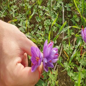  Safran Categorie - épices aromates  je suis producteur de safran artisanal en algerie je cherche a vendre mon produit precieux de qualite superieur categorie1 ( analyses faites en france a sai chimie marseille) cultive avec soins dans des conditions biologiques ( sans pesticides et herbicides ect) . je cherche des client