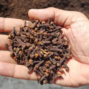  Girofle Cg3 - épices aromates je suis un jeune entrepreneur j'habite madagascar pays connu pour les vari&eacute;t&eacute;s de produits et de mati&egrave;re premi&egrave;re. de ce fait il se trouve que je poss&egrave;de plusieurs quantit&eacute; de girofle cg3 et elles sont disponibles en prix fob a l'exportation pour toute de