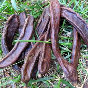  Fruits De Caroube - fruits et légumes  d&eacute;couvrez les bienfaits du caroubier ( caroube)  - la douceur naturelle et le rem&egrave;de efficace !----disponible quantit&eacute; a partir de 50 kilo a 1 tonne --le prix n&eacute;gociable ----chers amis europ&eacute;ens,  avez-vous d&eacute;j&agrave; go&ucirc;t&eacute; &agrave; la douceur 