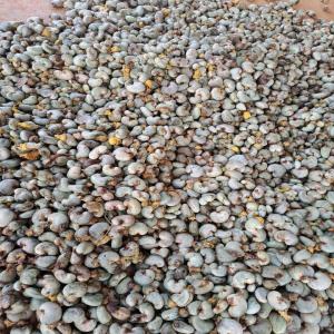  Noix De Cajou Brutes Côte D'ivoire - fruits secs et graines grillées la campagne de noix de cajou débute en février en côte d ivoire. saisissez l opportunité de vous approvisionner en noix brutes de qualité supérieure. quantités flexibles,  collaboration sur mesure. contactez-nous pour garantir votre stock dès mai