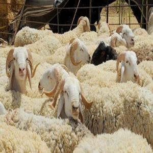  Un Vétérinaire Spécialisé Dans L'élevage De - animaux vivants je travaille dans le domaine de l'&eacute;levage de belier . vaches de volailles et de veaux. j'ai besoin d'un capitaliste fiable pour financer un projet de fondation dans le domaine de l'&eacute;levage de moutons de volailles et de veaux selon des normes scientifiques bien &eacute;tudi&eacute;es.