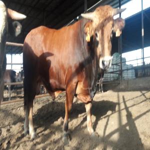  Élevage Des Veaux - animaux vivants ..v&eacute;t&eacute;rinaire. j'ai de l'exp&eacute;rience dans le domaine de l'&eacute;levage de veaux de vaches et de volailles..j'ai besoin d'un investisseur pour etre partenaire pour lancer un projet int&eacute;gr&eacute; et rentable qui profitera &agrave; tous. bienvenue &agrave; tous ceu