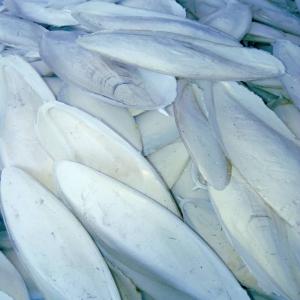  Os De Seiche Dry Cuttlefish Bones - aliments pour animaux nous sommes une société sénégalaise spécialisée dans le retraitement des produits de la mer. nous produisons de la farine de poisson et de l'huile de poisson. nous traitons également des os de seiches de différents calibres (big,  medium,  small 