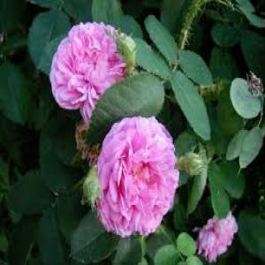  L'eau De Rose Damascena,bulgarie Bio Certifié - huiles producteur de l eau et l huile de rosa damascena dans la vallée de rose, kazanluk. --   --   nos produits sont certifié bio 2024 - pour l eau de rose   de laboratoire primoris,  bulgarie--et l huile de rose damascena de laboratoire pyrenessences,  france.