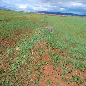  Vente Un Terrain Agricole Fertile Fès, - autres  d&eacute;couvrez une superbe opportunit&eacute; d'investissement &agrave; f&egrave;s ! ce terrain agricole de 10 hectares offre un sol fertile id&eacute;al pour diverses cultures. situ&eacute; dans une zone strat&eacute;gique il est facilement accessible et dispose d un grand potentiel pour des