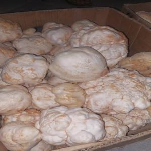  Truffes Blanches D'algérie - fruits et légumes annonce vente en gros de truffes blanches d'alg&eacute;rie professionnels de la gastronomie ou revendeurs profitez de l'opportunit&eacute; de vous approvisionner en truffes blanches d'alg&eacute;rie d'une qualit&eacute; exceptionnelle !  origine alg&eacute;rie r&eacute;colt&eacute;es