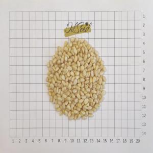  Pine Nut Kernels, Sibirica 950 - roasted seeds and nuts product siberian pine 950 price eur 18 45 / kg fca prague packing 10kg vacuum & carton origin kaz crop 2024 availability spot   product siberian pine 950 organic price eur 18 95 / kg fca prague packing 10kg vacuum & carton origin kaz crop 2023 availability  spot