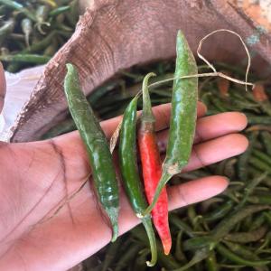  Piment Cayenne Vendre En Gros - épices aromates nous vendons des piments cayennes en grandes quantités,  produits par nous meme dans nos fermes à lubumbashi. capable de fournir minimum 500 kilos par semaine. je suis ouvert pour toutes collaborations,  laissez moi un message. mon mail au cas où 