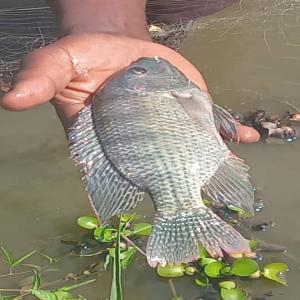  Poissons Frais Vendre En Gros - poissons je suis à la recherche d un marché (partenariat),  je produis des poissons frais,  et je suis actuellement à la recherche de partenaires ou de marchés pour les écouler. mon objectif est de fournir des produits sains en grande quantité,  avec un approvisionnemen