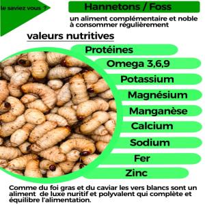  Hannetons Disponibles, Venez Vous En Procurer - autres bonne saveur et très nourrissant,  nous mettons à votre disposition des hannetons en grande quantité,  nous recherchons des clients qui en auront besoin sur l année,  ainsi nous aimerions entrer en contact av c les hôtels et grands restaurants,  vous goûtez une fo