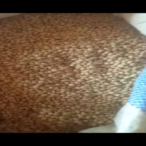  Vente De 10t De Soja Blanc - fruits secs et graines grillées nous disposons de 10 tonnes de soja blanc.----disposons au nord de ka côte d'ivoire.----prix exw 375f/kg.----