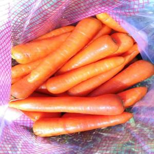  Carottes Fraîches Bas Prix - fruits et légumes bonjour, ----nous sommes actuellement en capacité de fournir des carottes fraîches en grande quantité au prix de 300 euros par tonne. nous pouvons négocier le prix à 250 euros par tonne si achat supérieur à 10 tonnes. ne manquez pas cette opportunit&eac