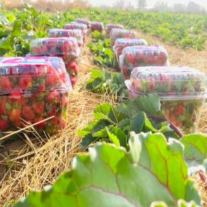  Vente De Fraises En Grande - fruits et légumes bonsoir a tous j'ai de la fraise disponible au burkina faso en grande quantit&eacute; nouvelles r&eacute;colte pret a etre exporter en afrique et ailleurs je recherche des clients. veuillez me contacter sur whatsapp en cas de besoin.