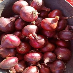  Export - fruits et légumes nous sommes une entreprise d exportations algérienne en peut exporté tous qui est ligume sèche est fraîche en cherchant des importateurs pour une collaboration.--so vous etes intéressé contactez moi bai whatsapp 