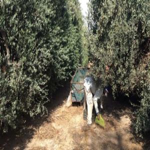  Jojoba Seeds - seed plant seed exporter,  and supplier of a wide assortment of products.----we are a dynamic vibrant company with serveral years of experience----providing the bridge that makes importing & exporting great.----we are specialized in the manufacture,  trading,  wholesale supplying and----export of a wide variety of pro