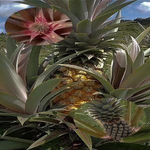  Fruits D'ananas Pain De Sucre - fruits et légumes je dispose de grandes capacités d'ananas pain de sucre calibre 10,  8,  6 ,  je peux le fournir tout les semaines,  rendu a paris a 2  le kg et 399fcfa le kg d'ananas compagnie corsair je recherche des clients,  partenaire pour fournir les fruits d'ananas pain de sucre a travers le monde 