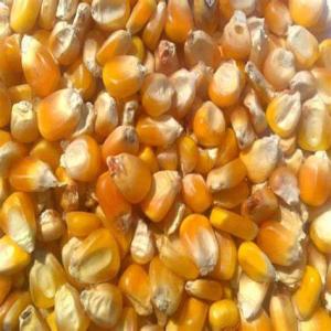  Maïs Jaune Grade (consommation Humaine - semence graine plant nous sommes une union agricole de producteurs de maïs,  de haricots ,  café,  cacao et d'arachide.--les produits proviennent directement des fermes du cameroun. la fourniture des produits se fait directement à nos clients dans le respect des spécifications et des besoins exacts,  da