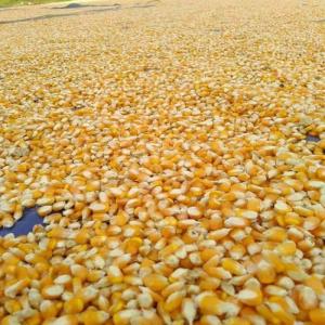  Maïs Jaune De Haute Qualité Vendre - céréales nous proposons du maïs jaune de haute qualité qui est utilisé pour préparer une variété d'aliments comme l'huile de maïs,  les mini-épis de maïs,  le pop-corn et autres. le maïs jaune que nous proposons est très demandé en raison de sa haute vale