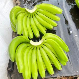  Bananes Fraîches - fruits et légumes bonjour, --notre société dispose de grandes quantités de bananes fraîches pretes à etre expédiées. nous vous fournissons un service de qualité et une expédition rapide et efficace. le prix de nos bananes est de 500 euros / tonne.--si vous 