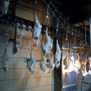  Grade Halal Frozen Goose Meat - meat and eggs we are wholesale supplier and distributor of halal frozen goose meat and we sell at good prices we sell different sizes and our meat comes with all certification feel free to contact for more details and photos.