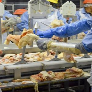  Fresh And Frozen Goose Meat Available - meat and eggs we are wholesale supplier and distributor of halal frozen goose meat and we sell at good prices, we sell different sizes and our meat comes with all certification, feel free to contact for more details and photos.