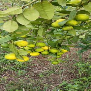  Achat De Citron - fruits et légumes je recherche des clients potentiels pour écouler mes fruits de citron,  je possède 20hectares de jeunes citronnier en production et je suis basé dans le centre cameroun (nkoteng département de la haute sanaga,  arrondissement de nanga-eboko)