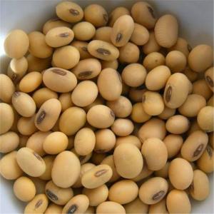  Soja Disponible La Vente - fruits secs et graines grillées quantité - 471, 02 mt--couleur. - blanc--catégories. - a--type. - us non ogm--approuvé par la fda--pureté - 98, 72 rendement élevé--100 % - aucune odeur--date d'expiration - 22 novembre 2025--prix. - 2 120 php isang sako--le soja est reconnu comme une graine o